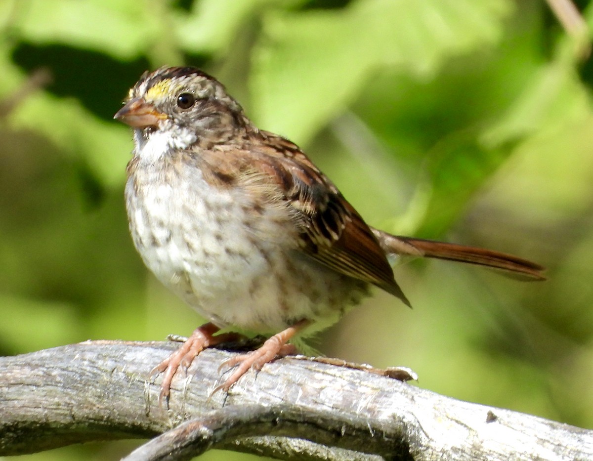 White-throated Sparrow - ML368258361