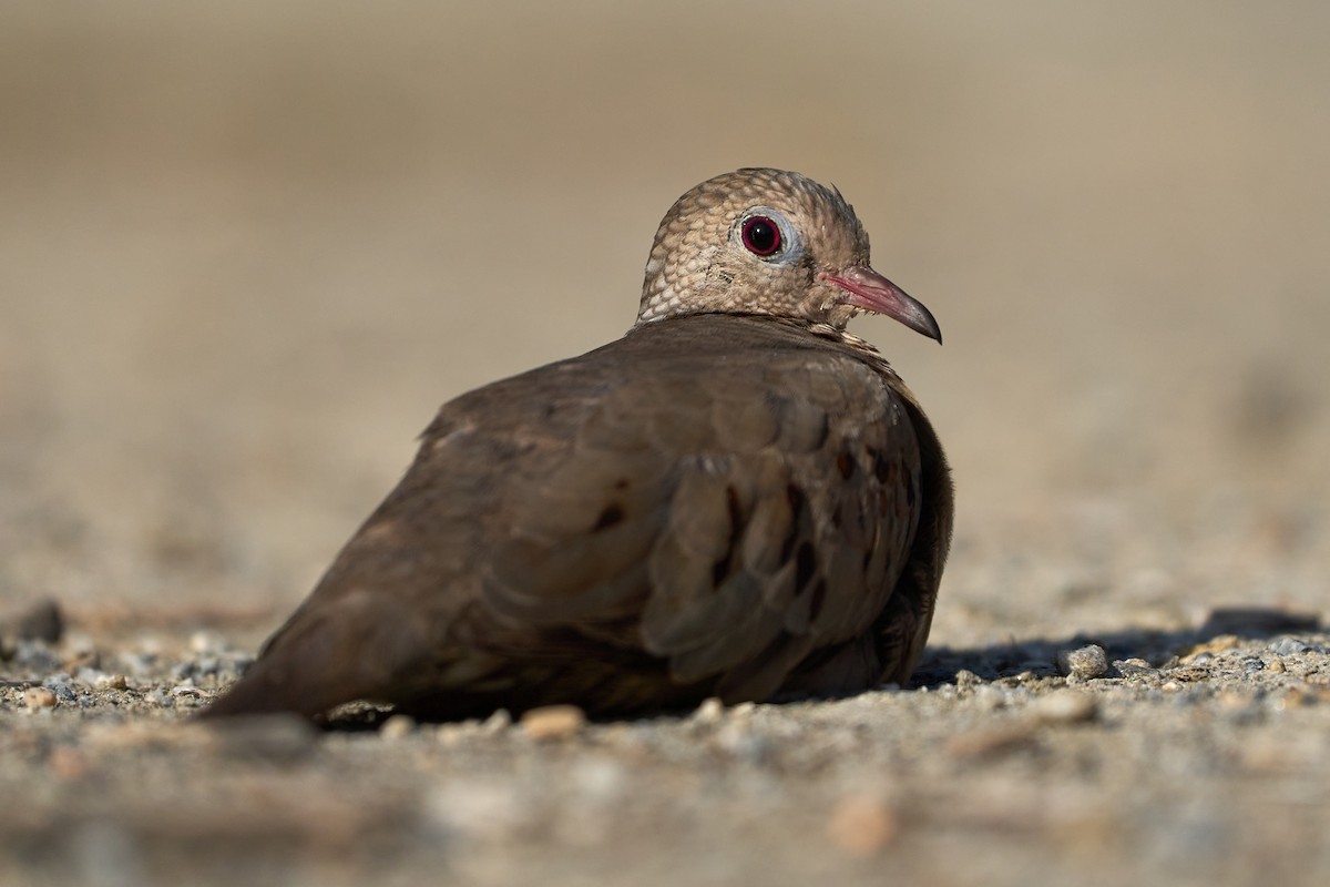 Common Ground Dove - Jonathan Casanova