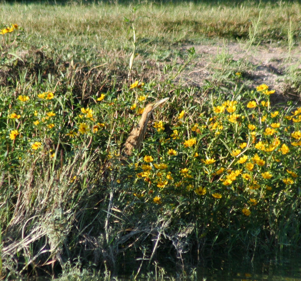 American Bittern - ML36825921