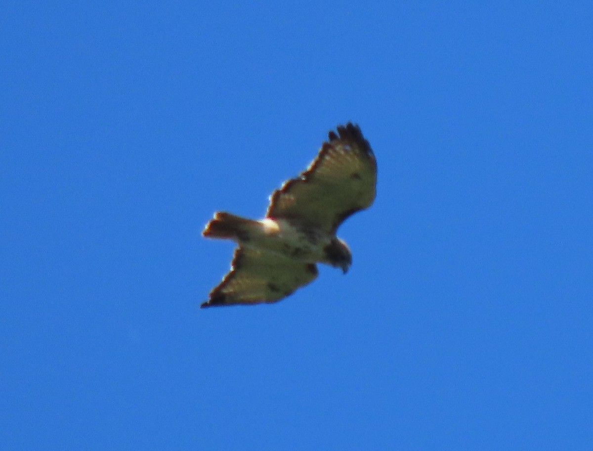 Red-tailed Hawk - ML368259341