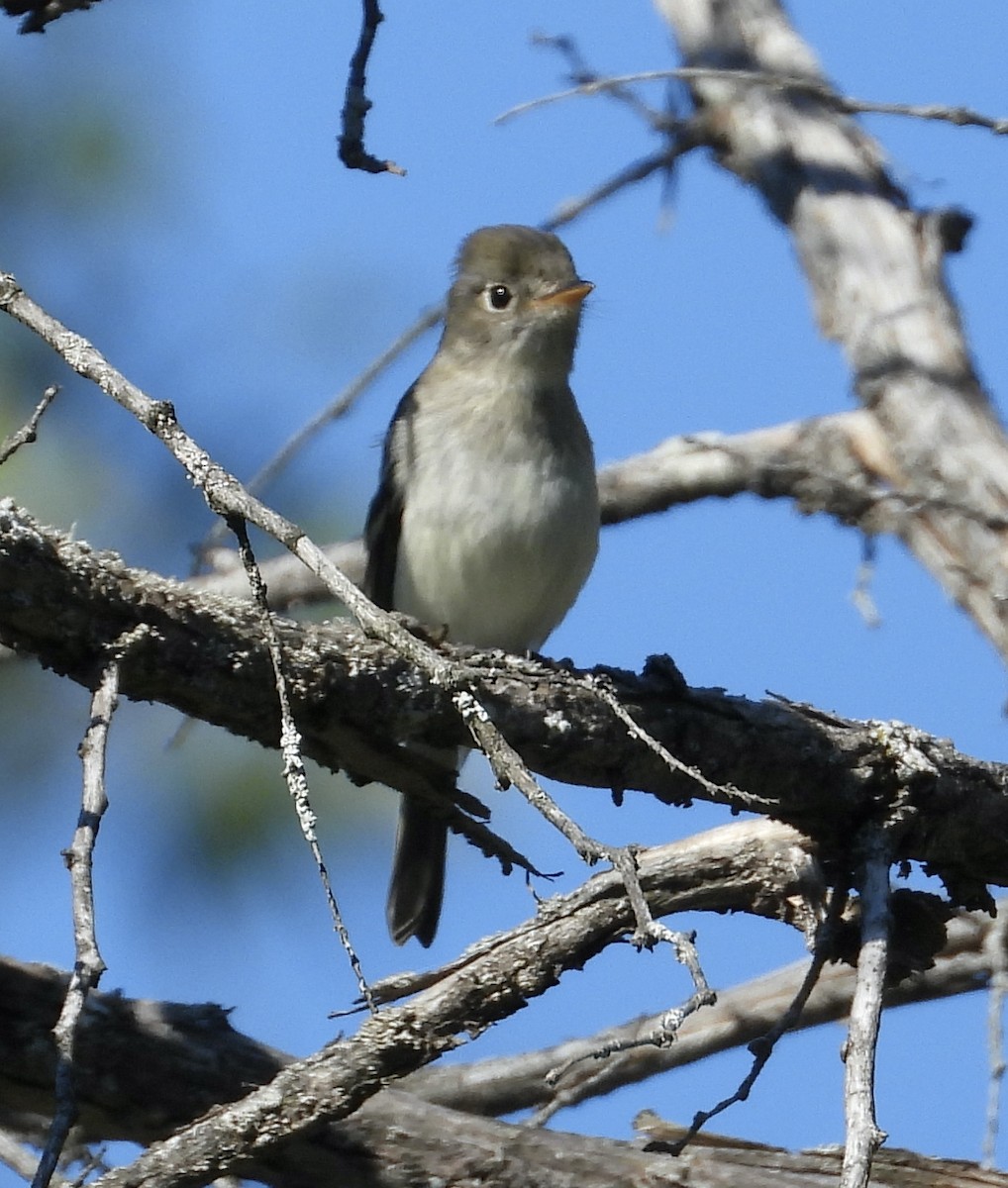 Empidonax sp. - ML368259431