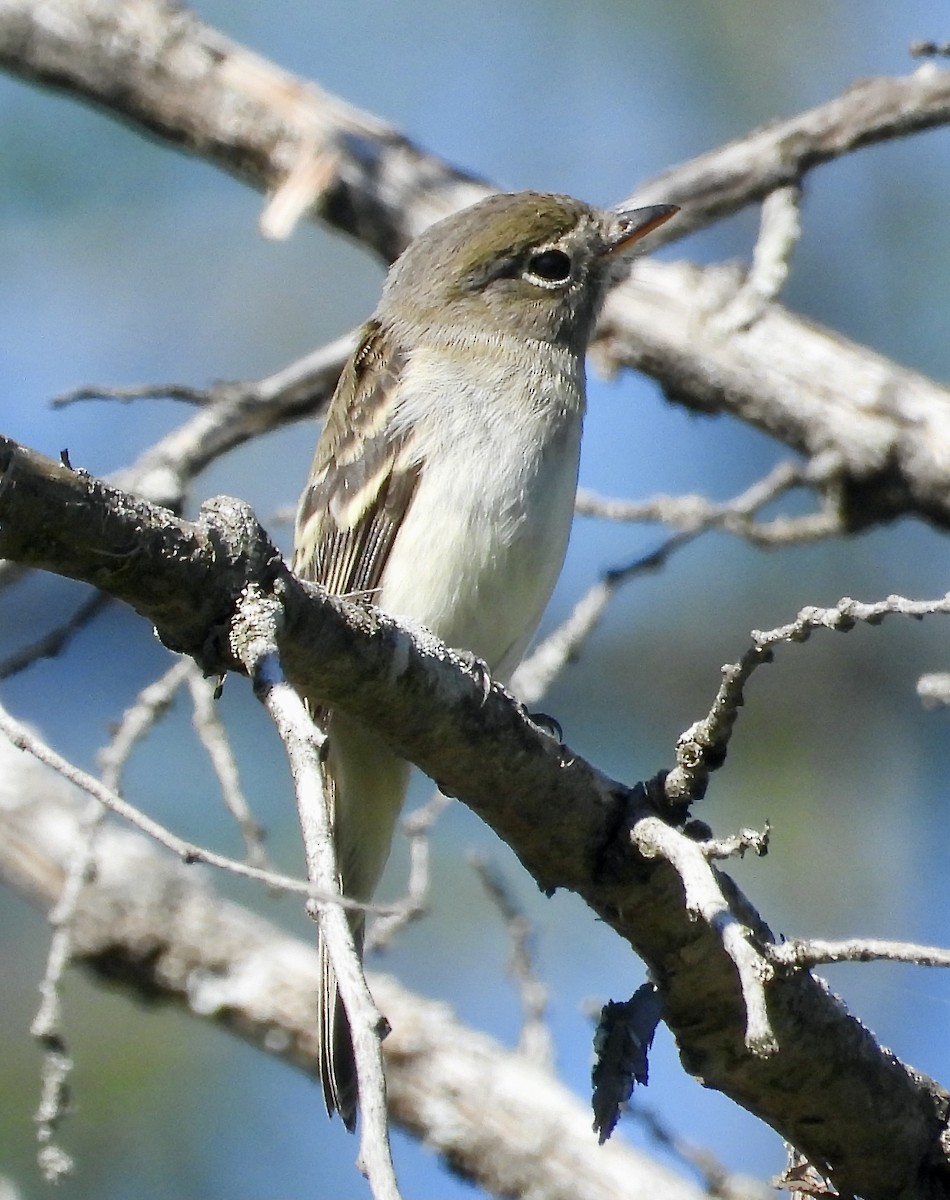 Empidonax sp. - ML368259691