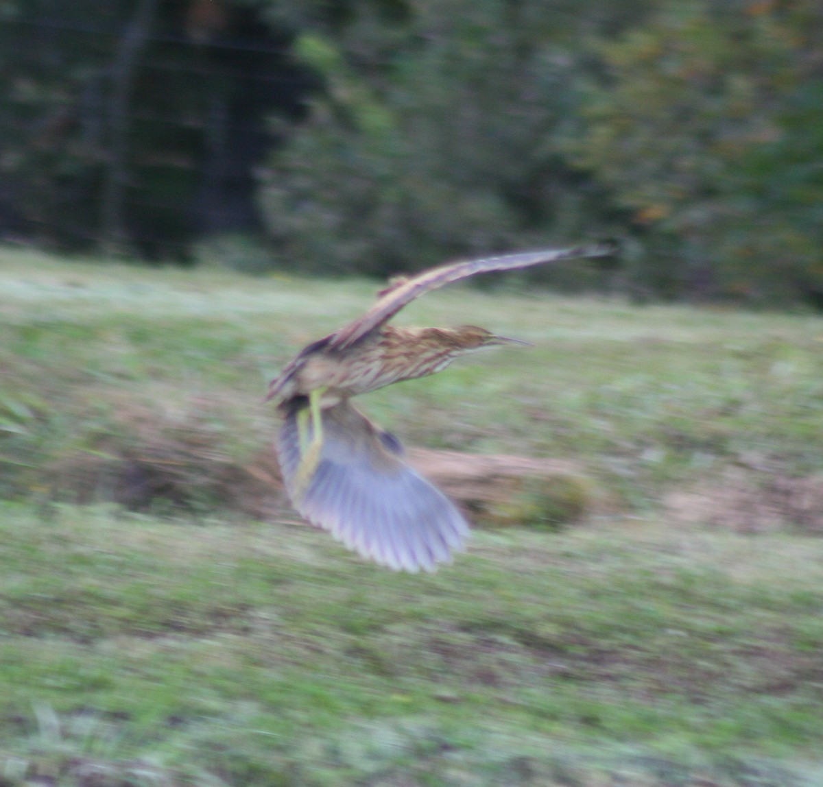 American Bittern - ML36825981