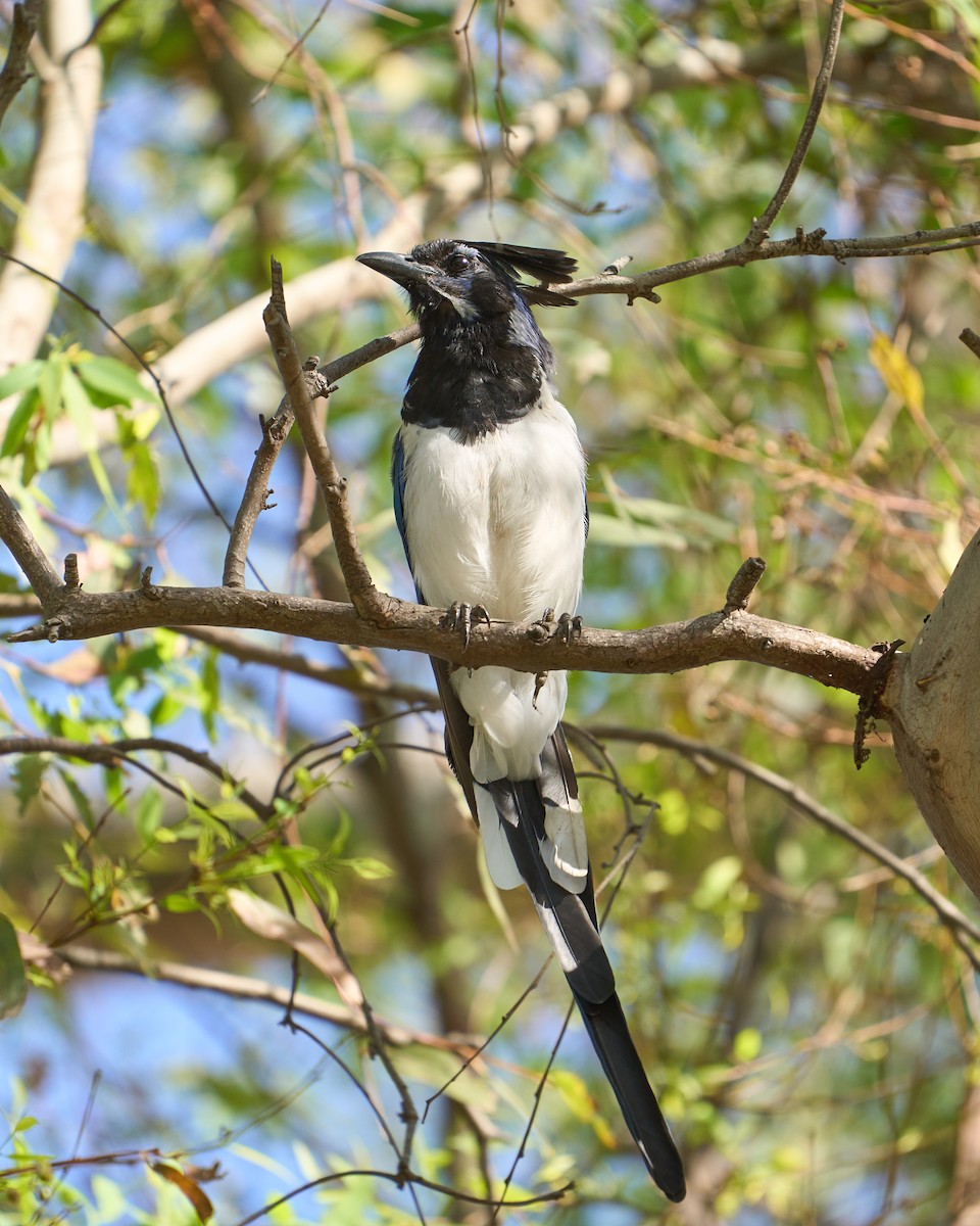 Black-throated Magpie-Jay - ML368259911