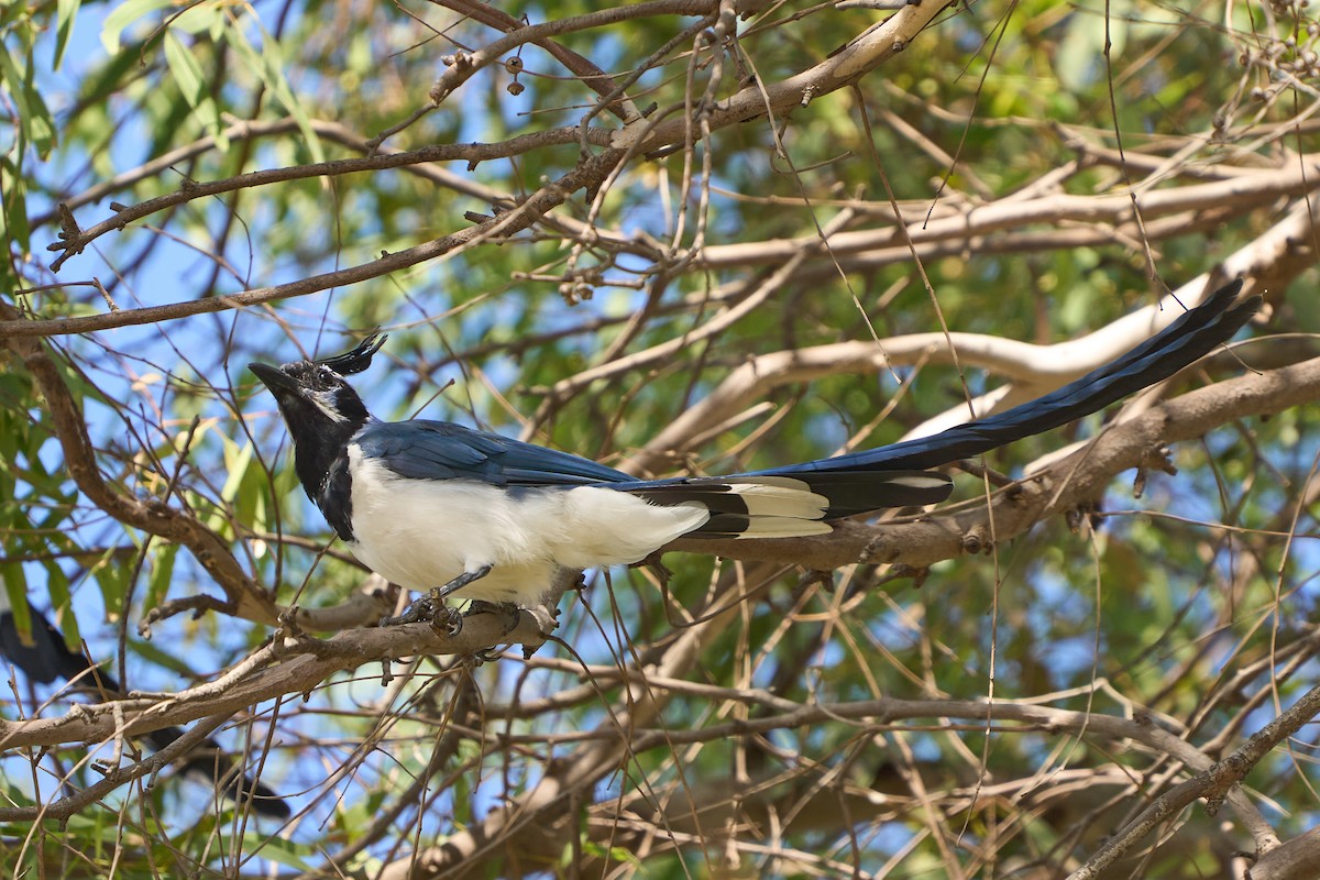 Black-throated Magpie-Jay - ML368260091