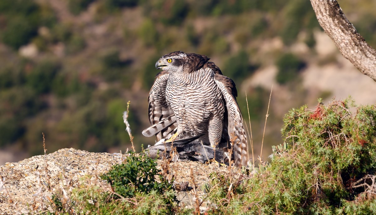 Eurasian Goshawk - ML368261241