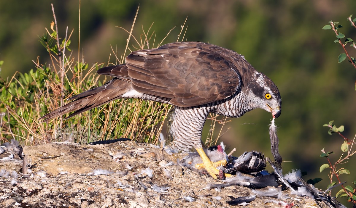 Eurasian Goshawk - ML368261251