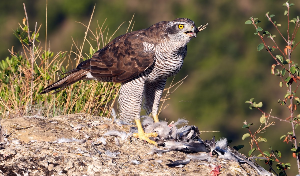 Eurasian Goshawk - ML368261321