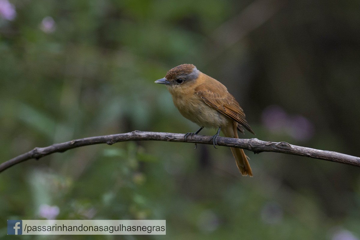 Chestnut-crowned Becard - Hudson - BirdsRio