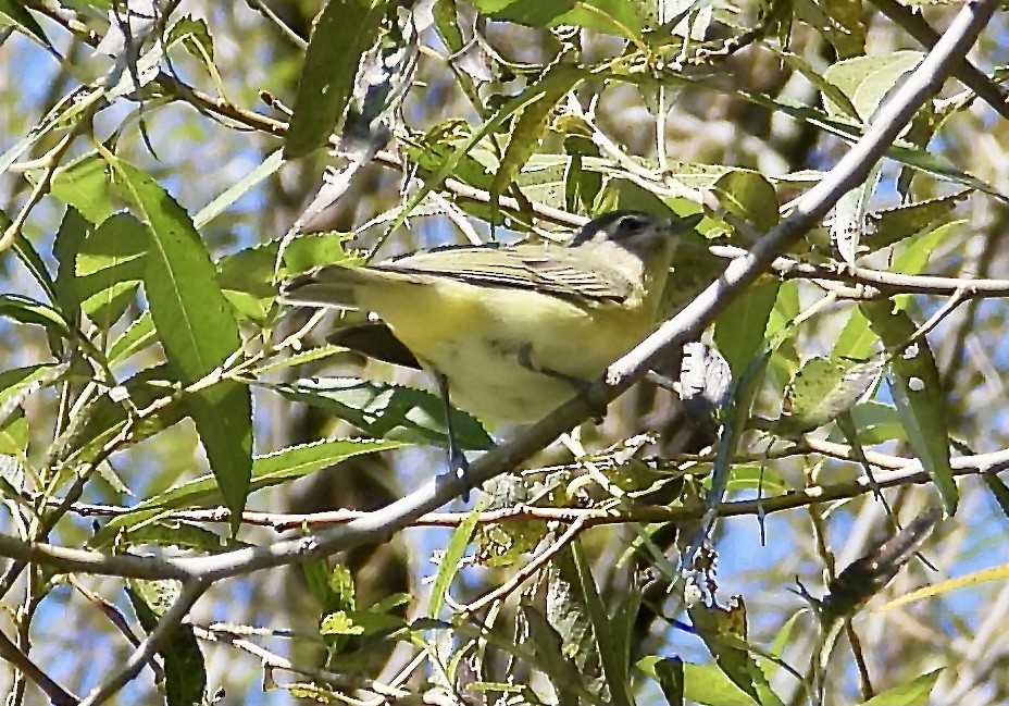 Philadelphia Vireo - Marilyn Hubley