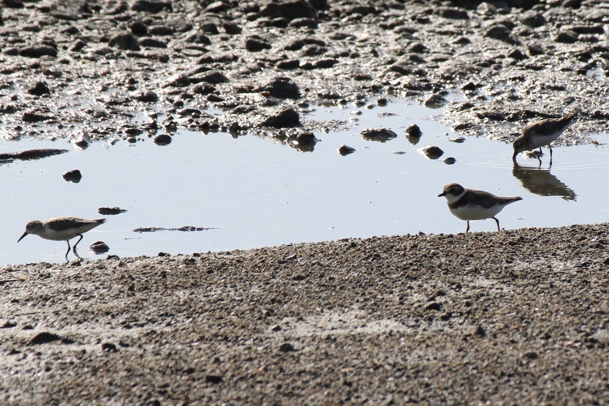 Semipalmated Plover - Michael Hedstrom