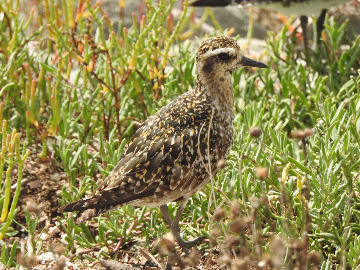 Pacific Golden-Plover - Monte Neate-Clegg