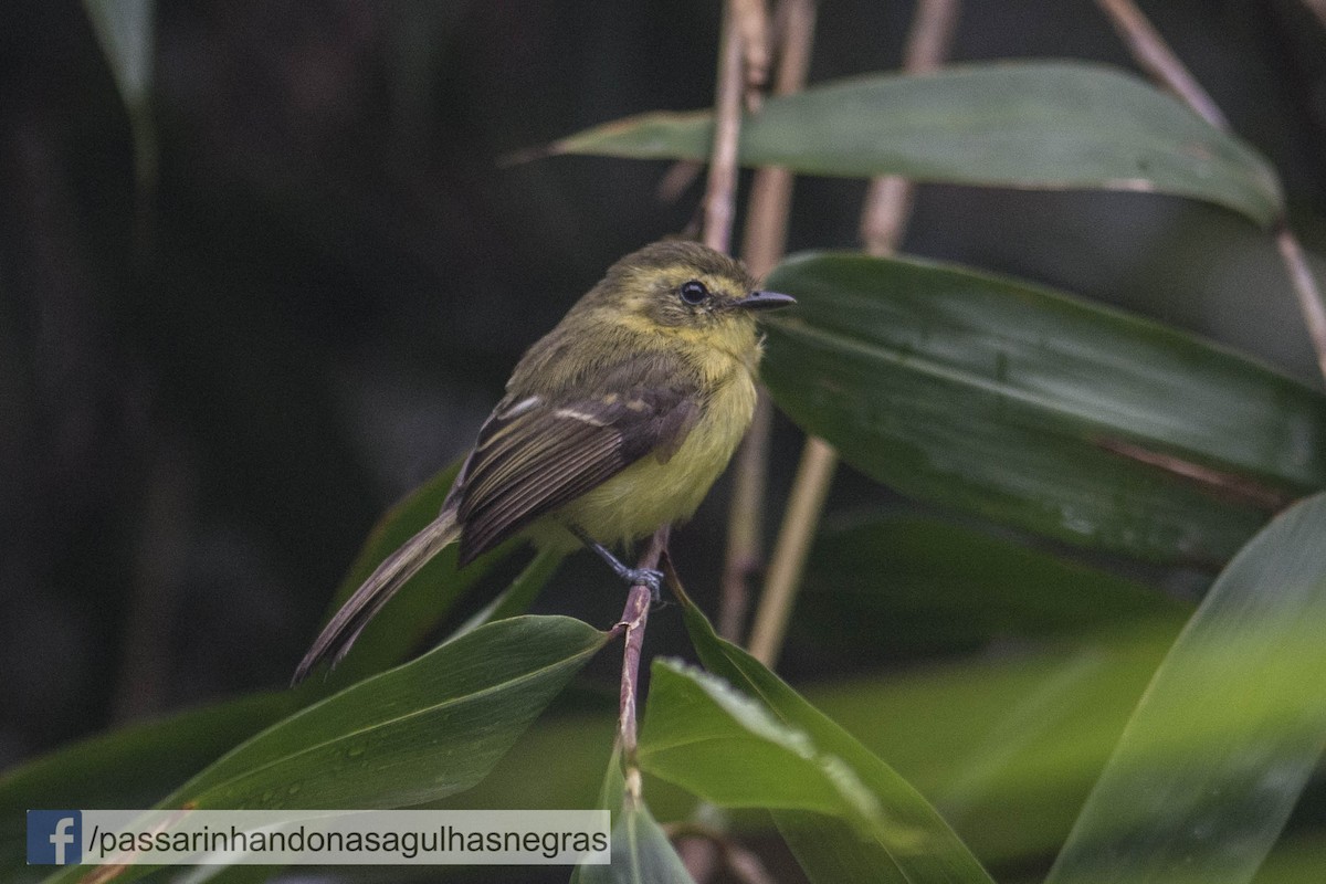 Yellow Tyrannulet - ML36826311