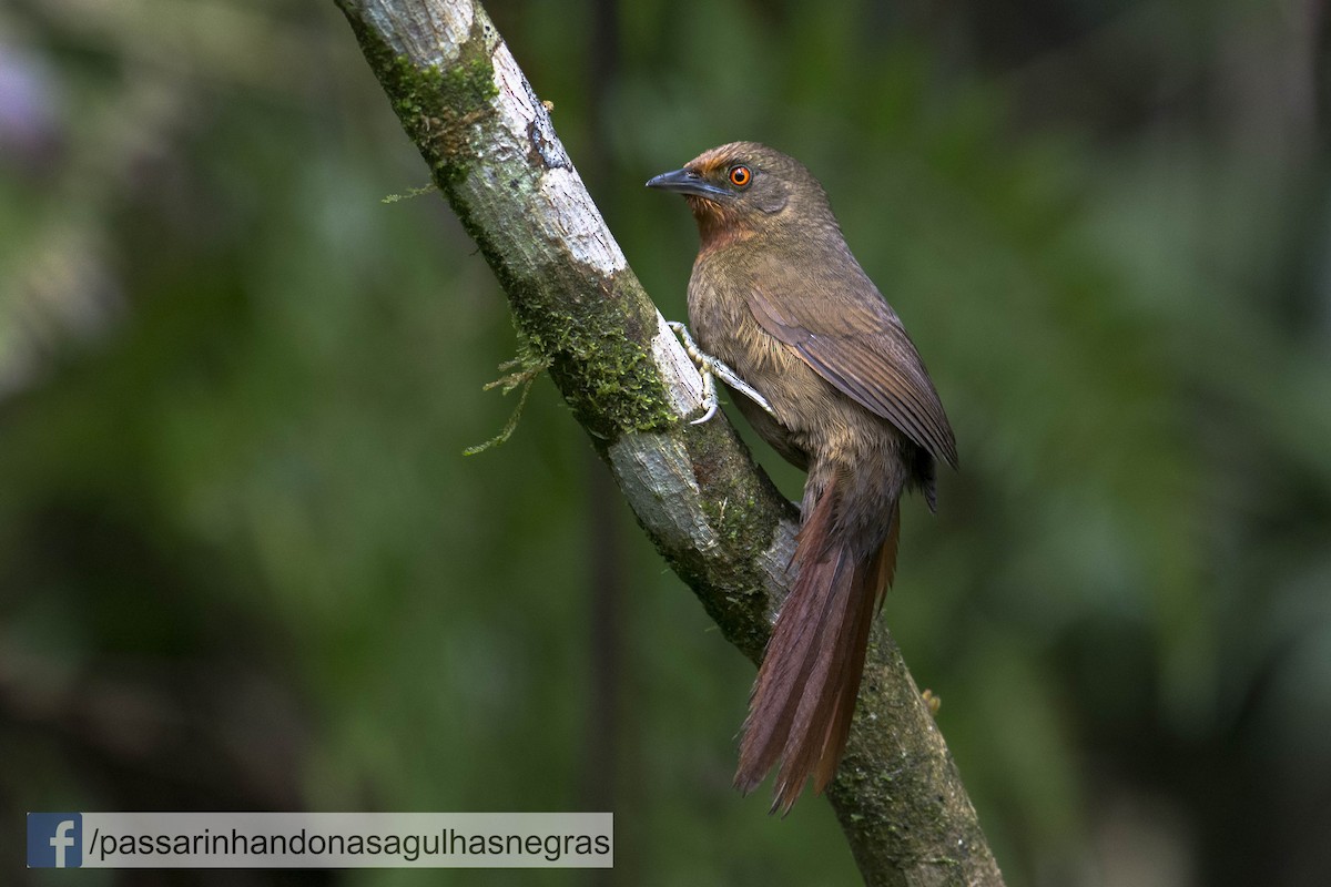 Orange-eyed Thornbird - Hudson - BirdsRio