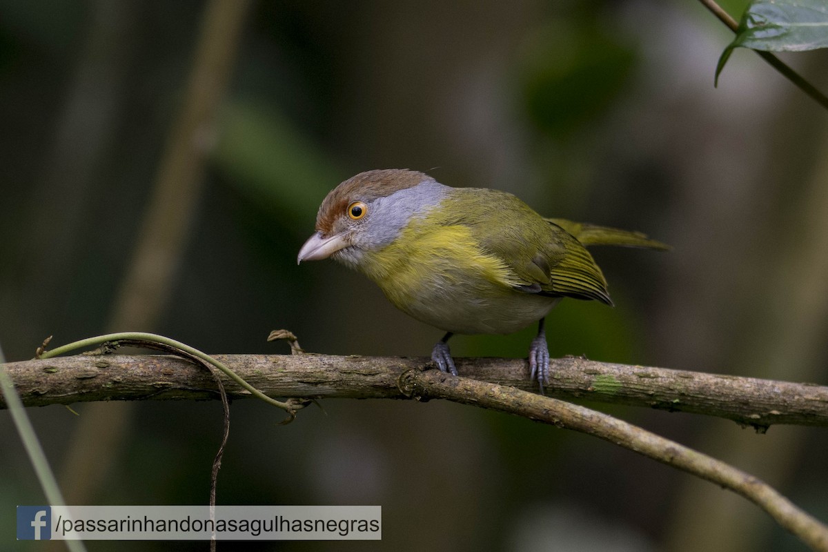 Rufous-browed Peppershrike - ML36826391