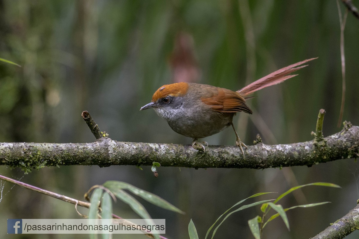 Rufous-capped Spinetail - Hudson - BirdsRio