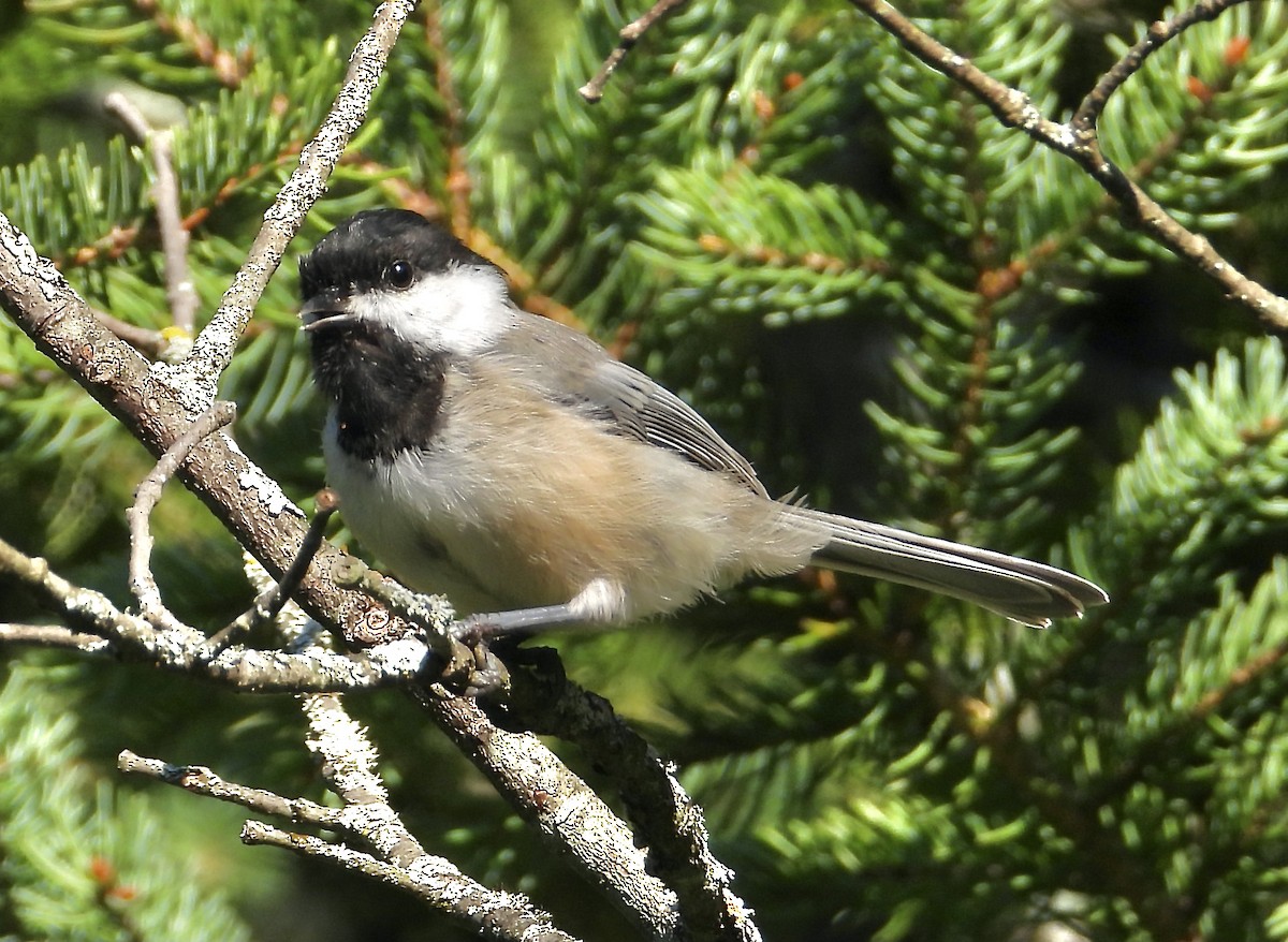 Black-capped Chickadee - ML368264471