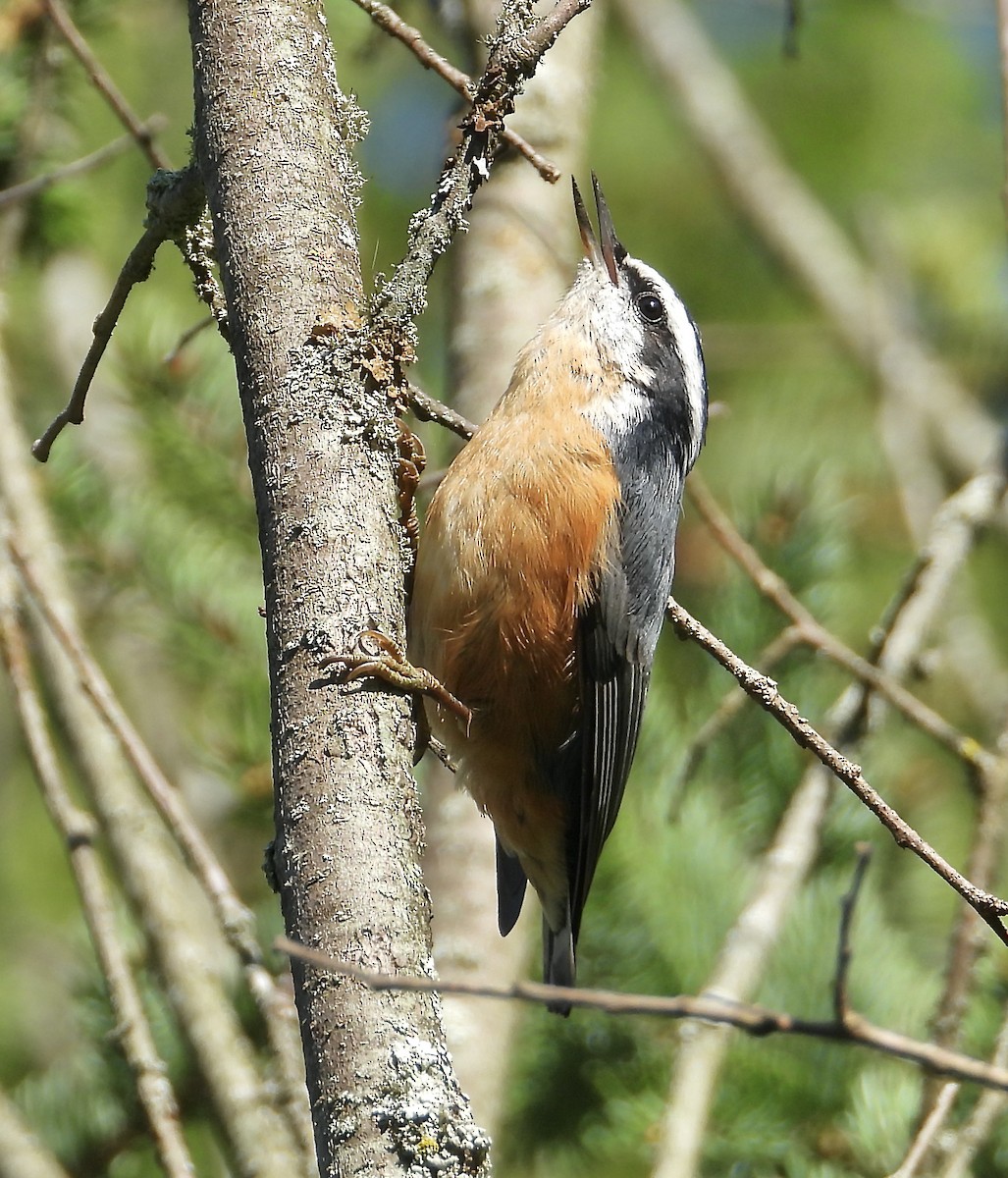 Red-breasted Nuthatch - ML368264511
