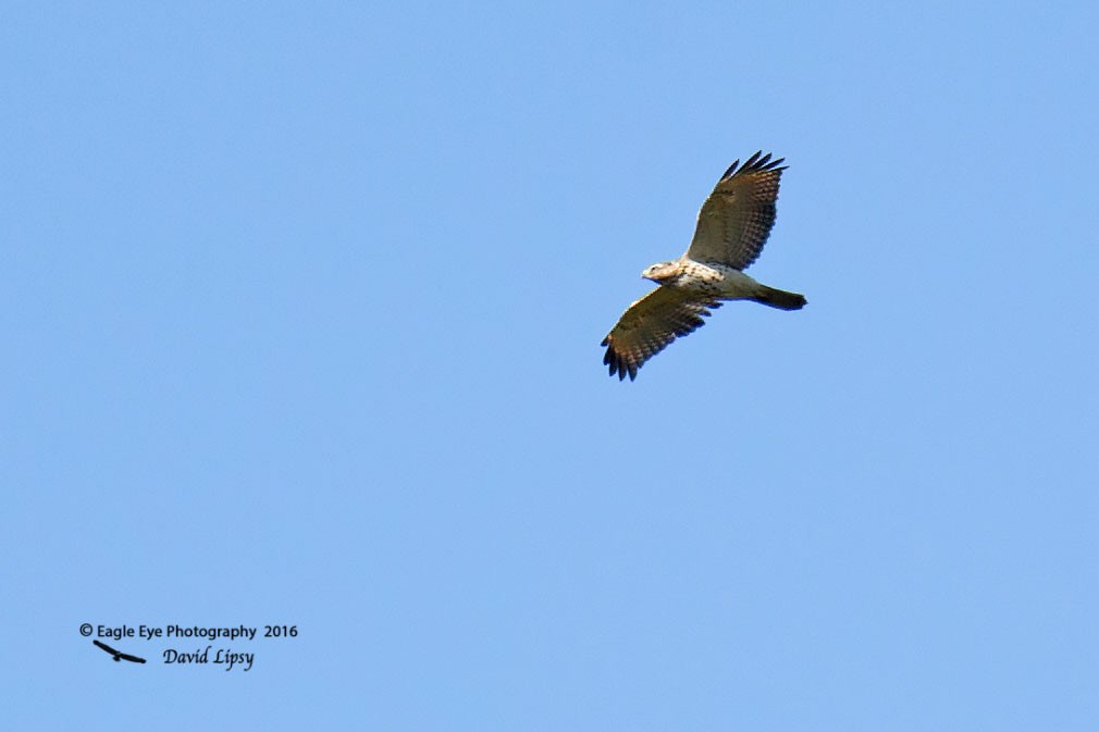 Red-shouldered Hawk - ML36826491