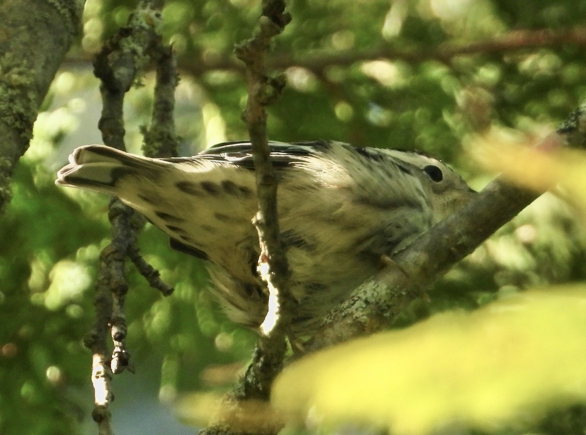 Black-and-white Warbler - ML368265301