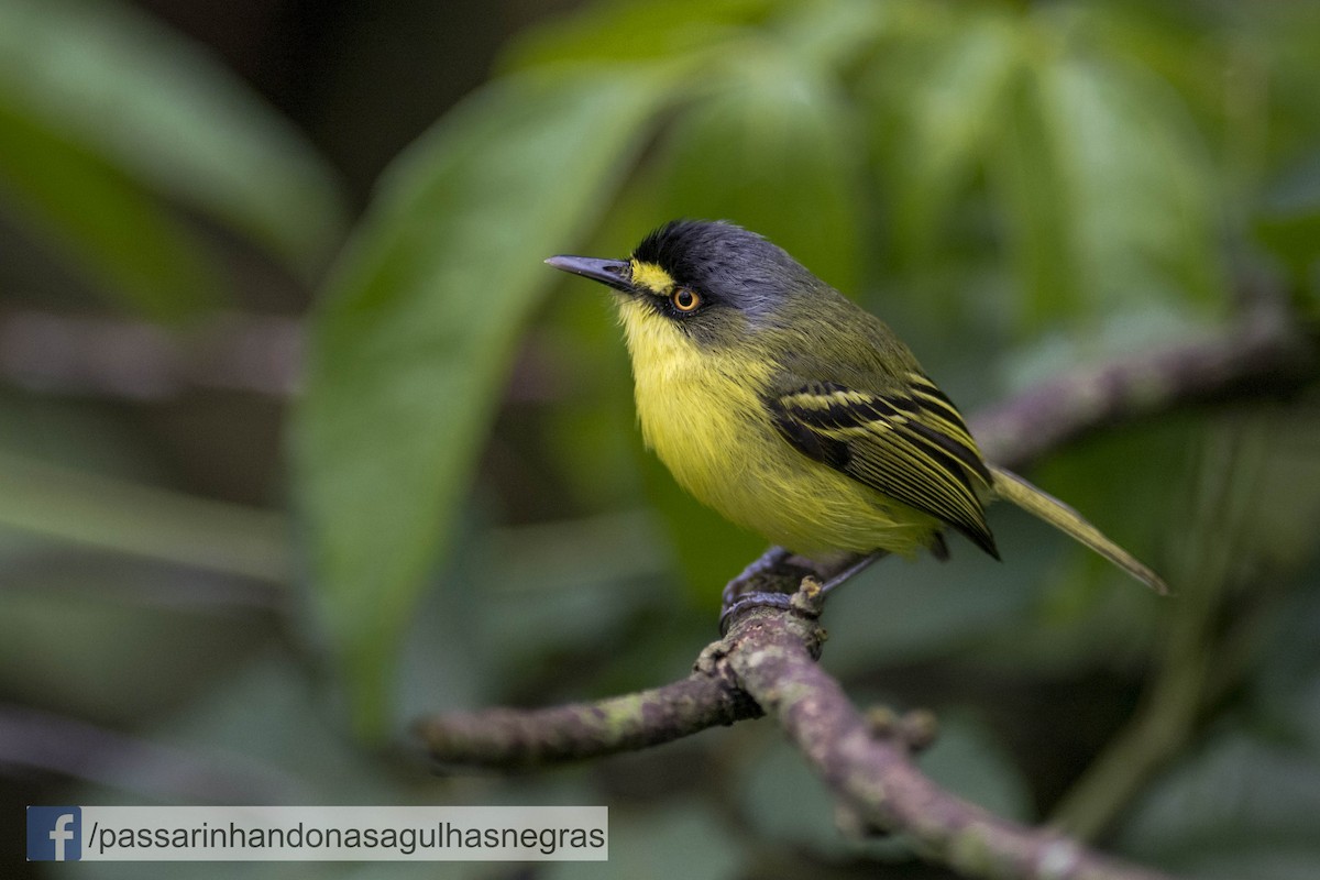 Gray-headed Tody-Flycatcher - ML36826531