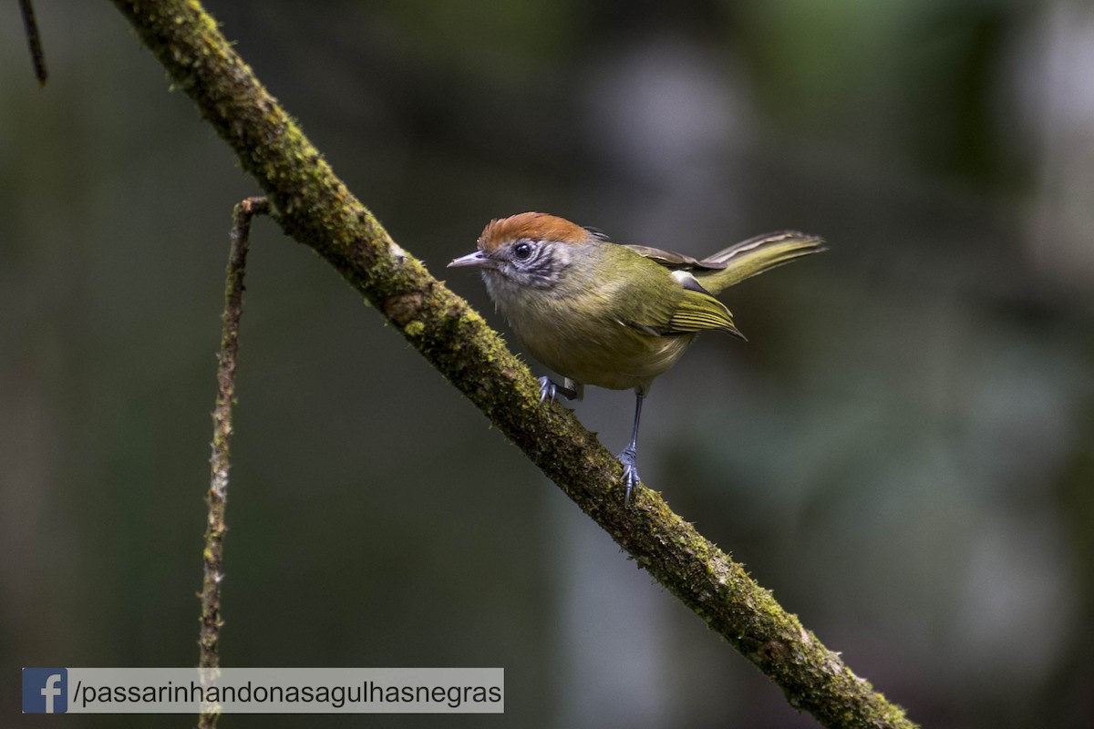Rufous-crowned Greenlet - Hudson - BirdsRio