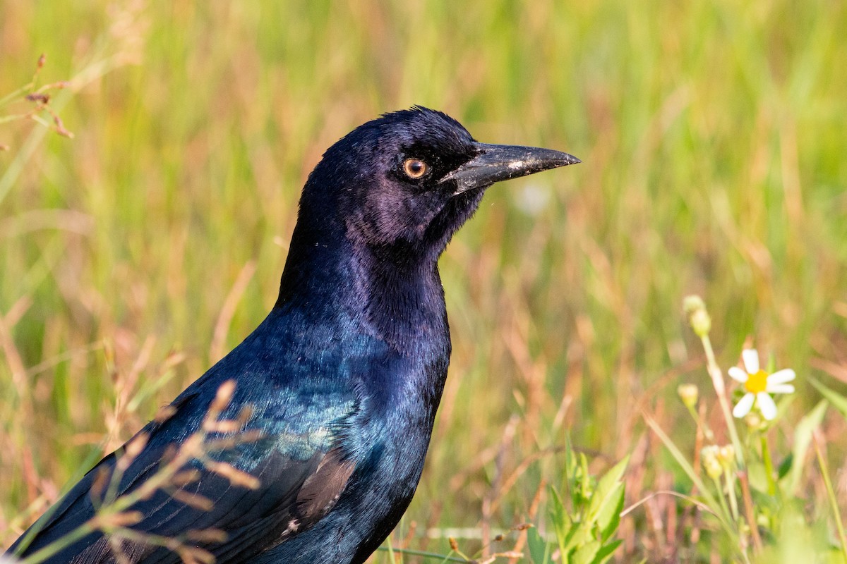 Boat-tailed Grackle - ML368265511