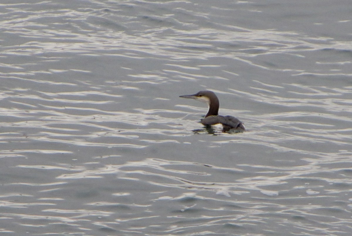 Arctic Loon - ML36826631