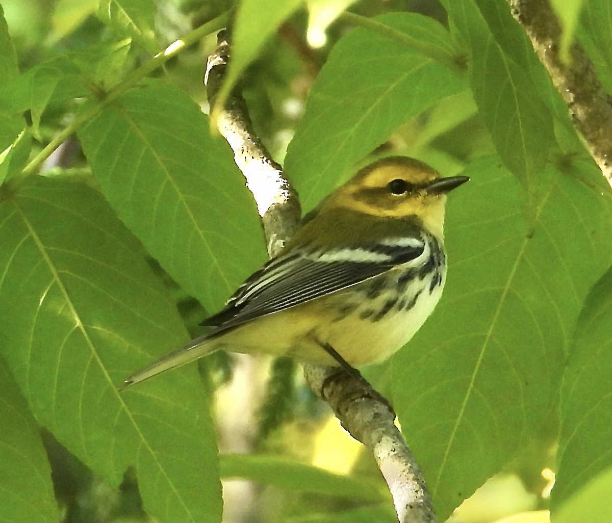 Black-throated Green Warbler - ML368266671