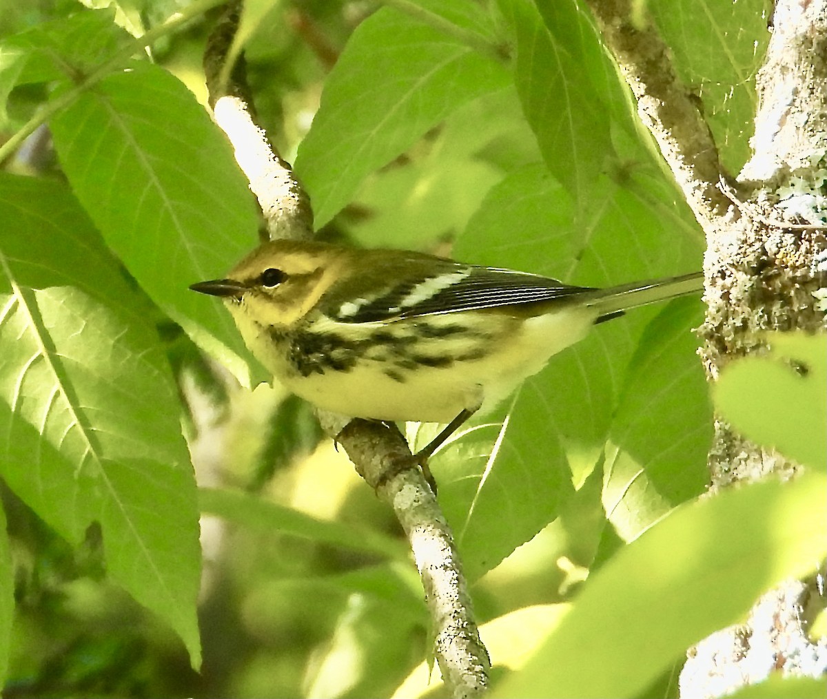 Black-throated Green Warbler - ML368266681