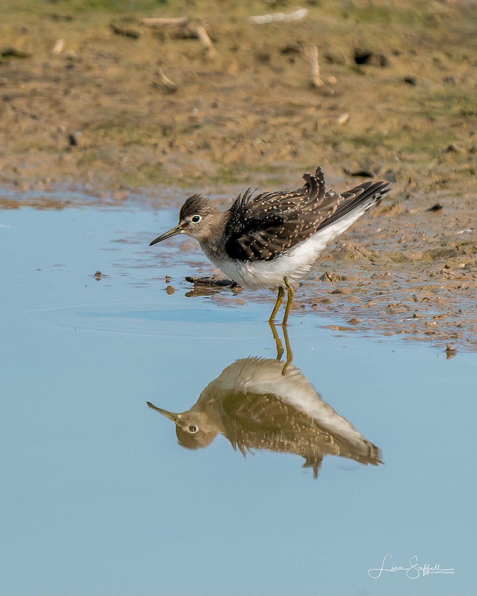 Solitary Sandpiper - ML368266991