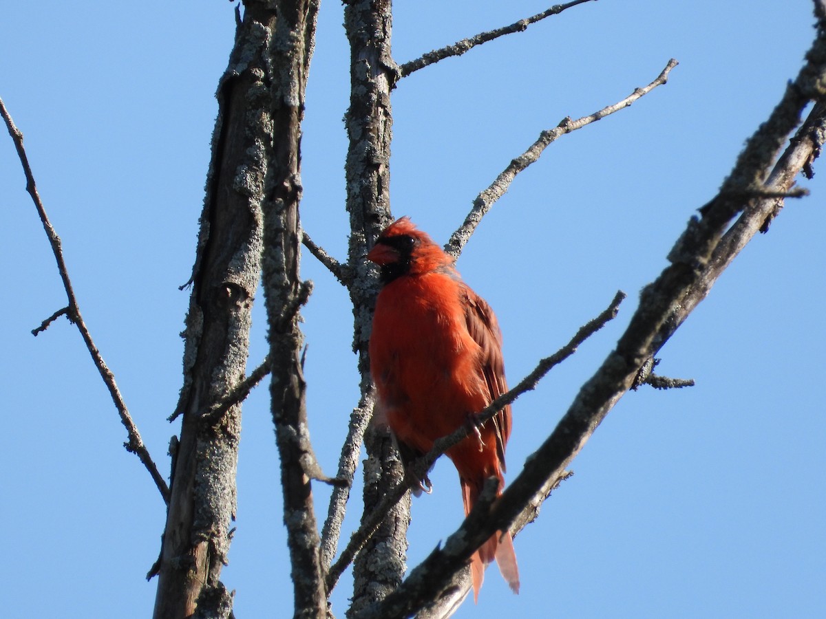 Kardinal arrunta - ML368267051