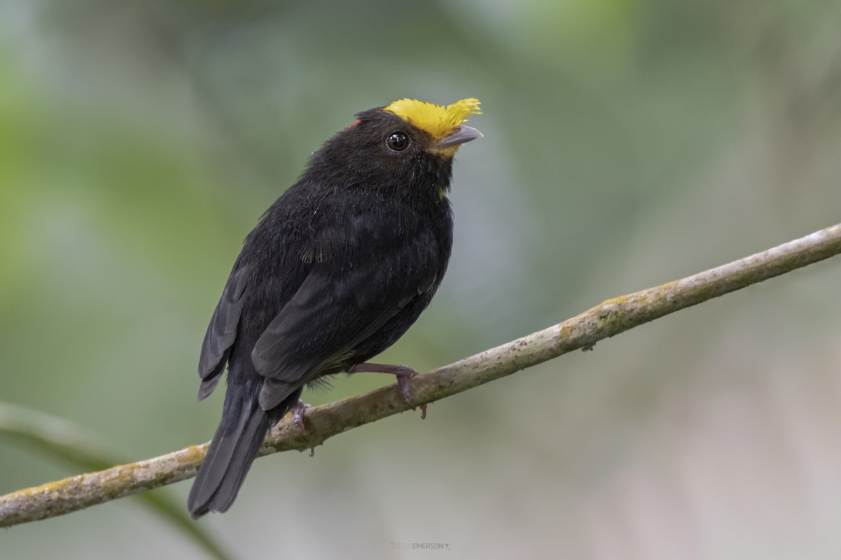 Golden-winged Manakin - Diego Emerson Torres