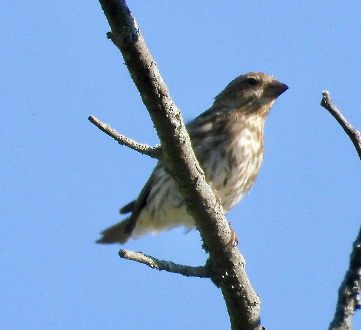 Purple Finch - Marilyn Hubley