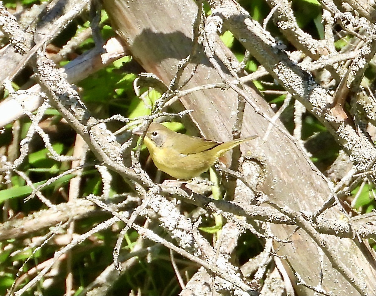 Common Yellowthroat - ML368269191