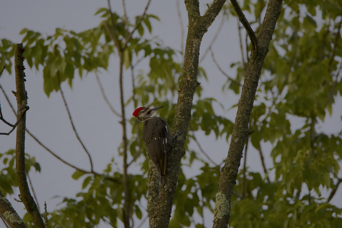 Pileated Woodpecker - ML368270971