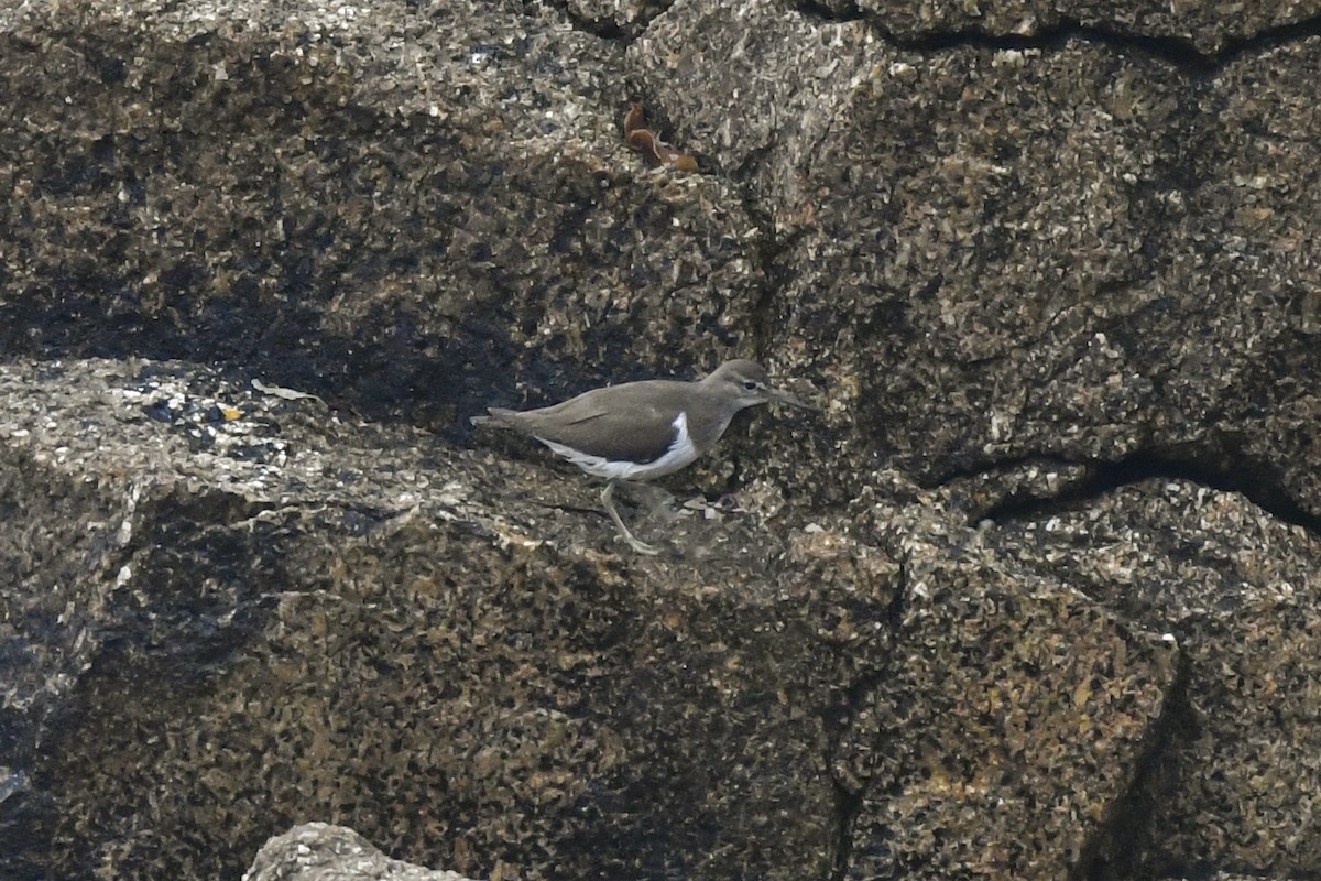 Common Sandpiper - ML368271291