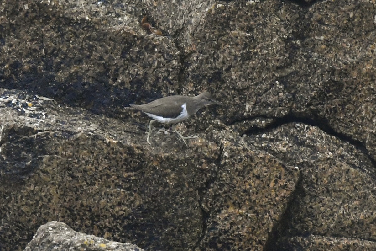 Common Sandpiper - ML368271301