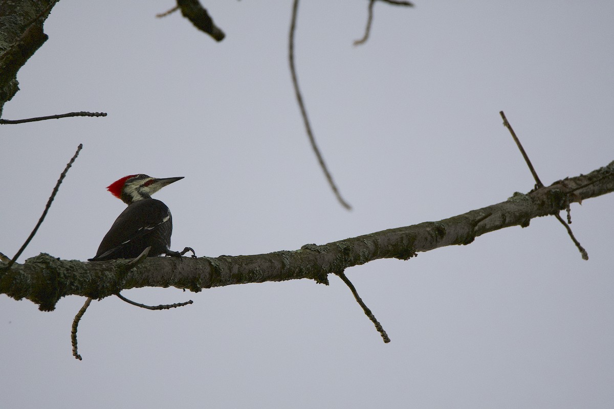 Pileated Woodpecker - ML368271381