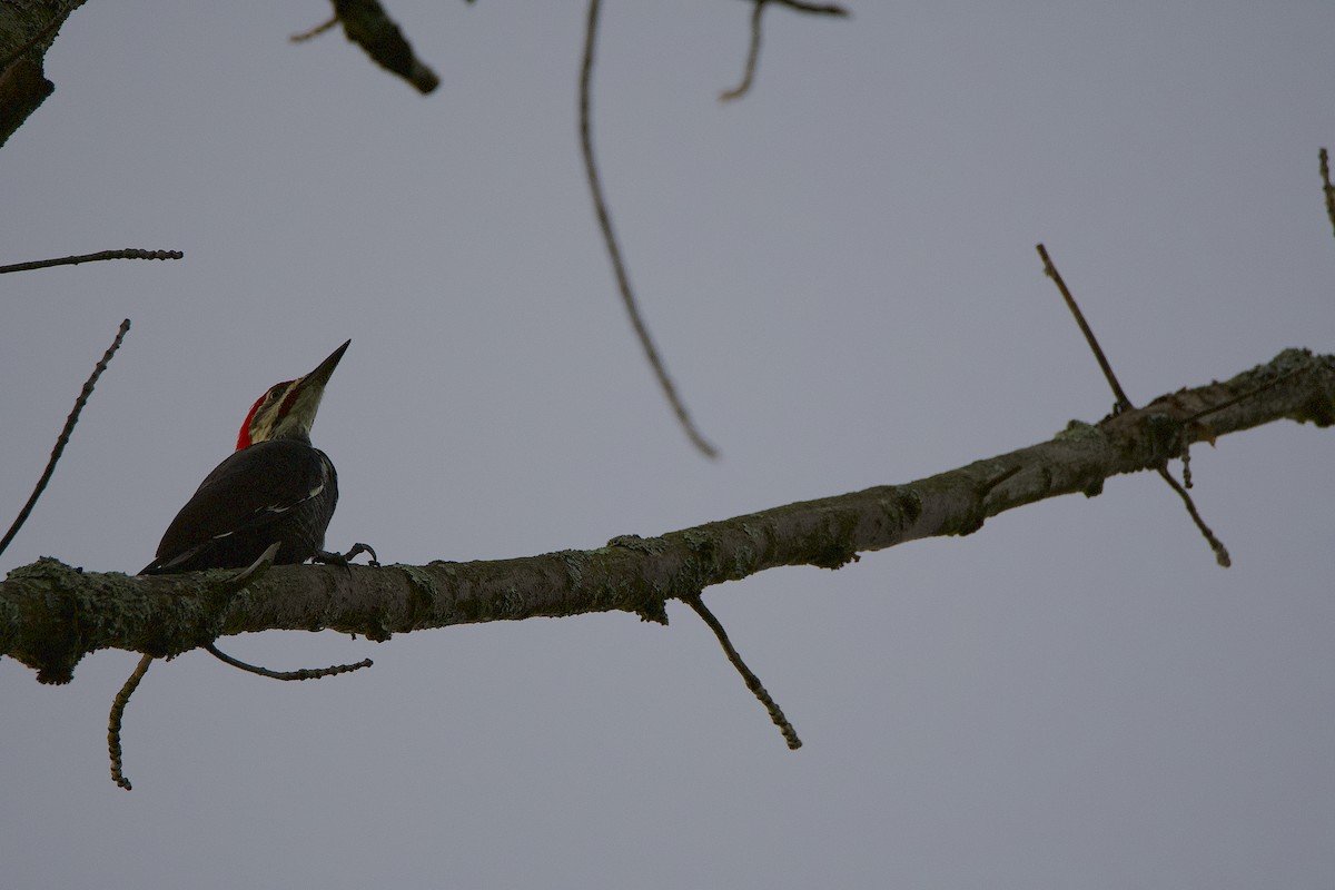Pileated Woodpecker - ML368271641