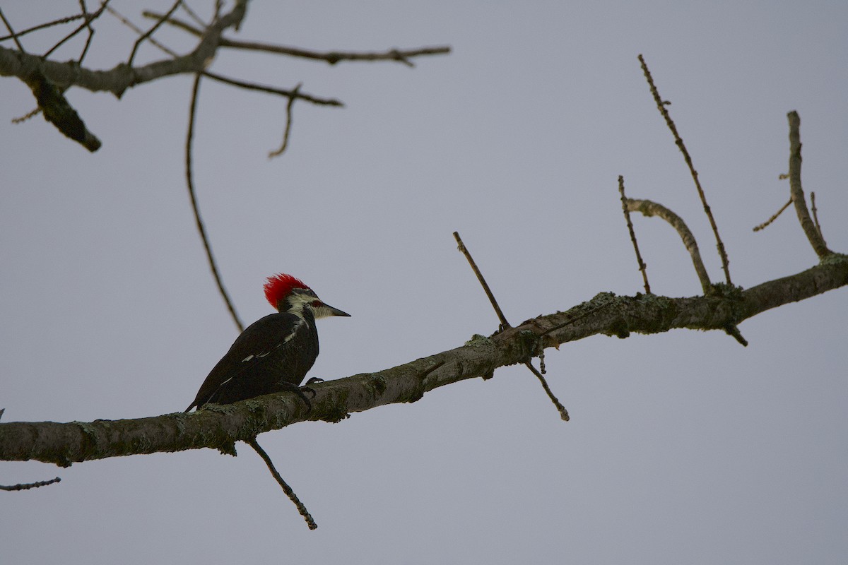 Pileated Woodpecker - ML368271981
