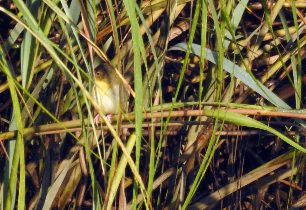 Common Yellowthroat - ML368272001