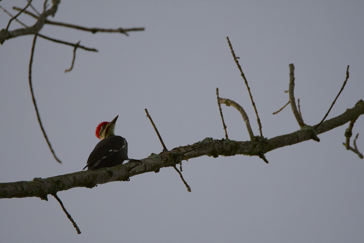 Pileated Woodpecker - ML368272331