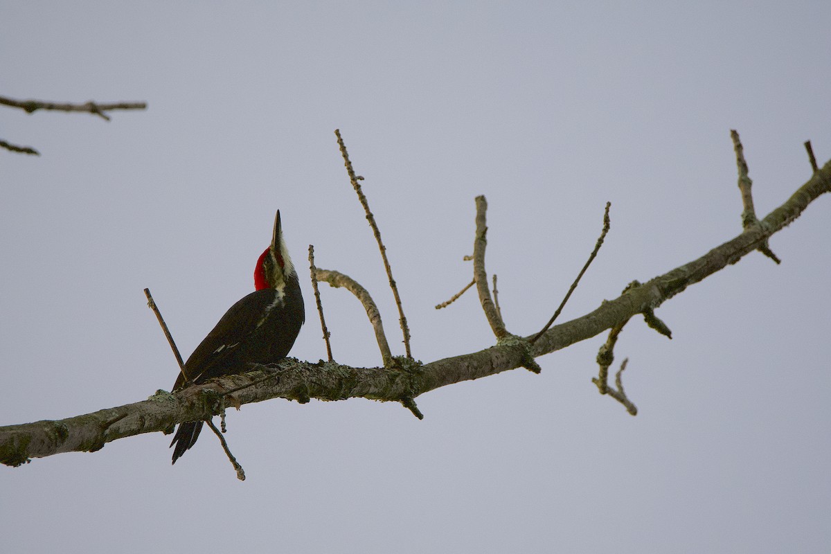 Pileated Woodpecker - ML368272551