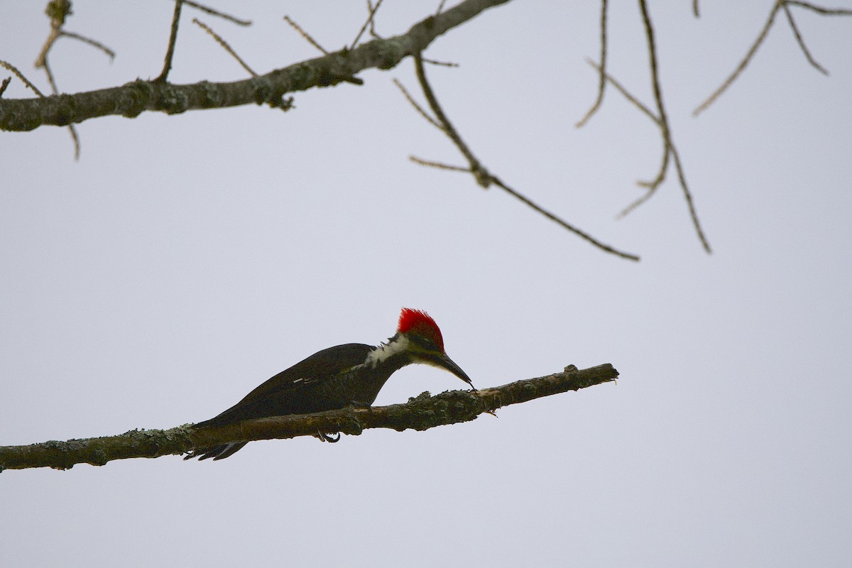 Pileated Woodpecker - ML368272881