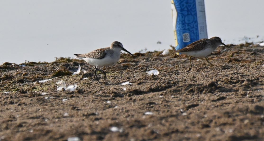 Western Sandpiper - ML368274131