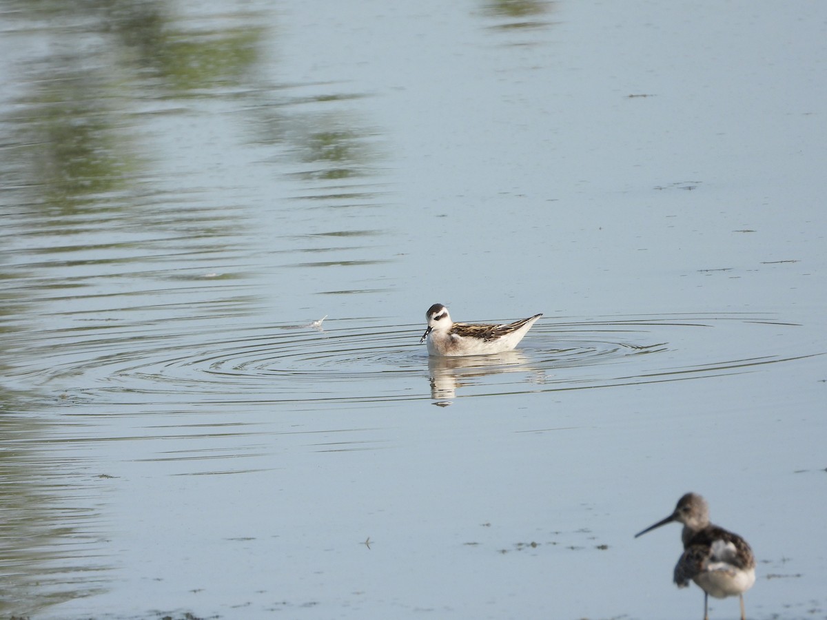 svømmesnipe - ML368274331