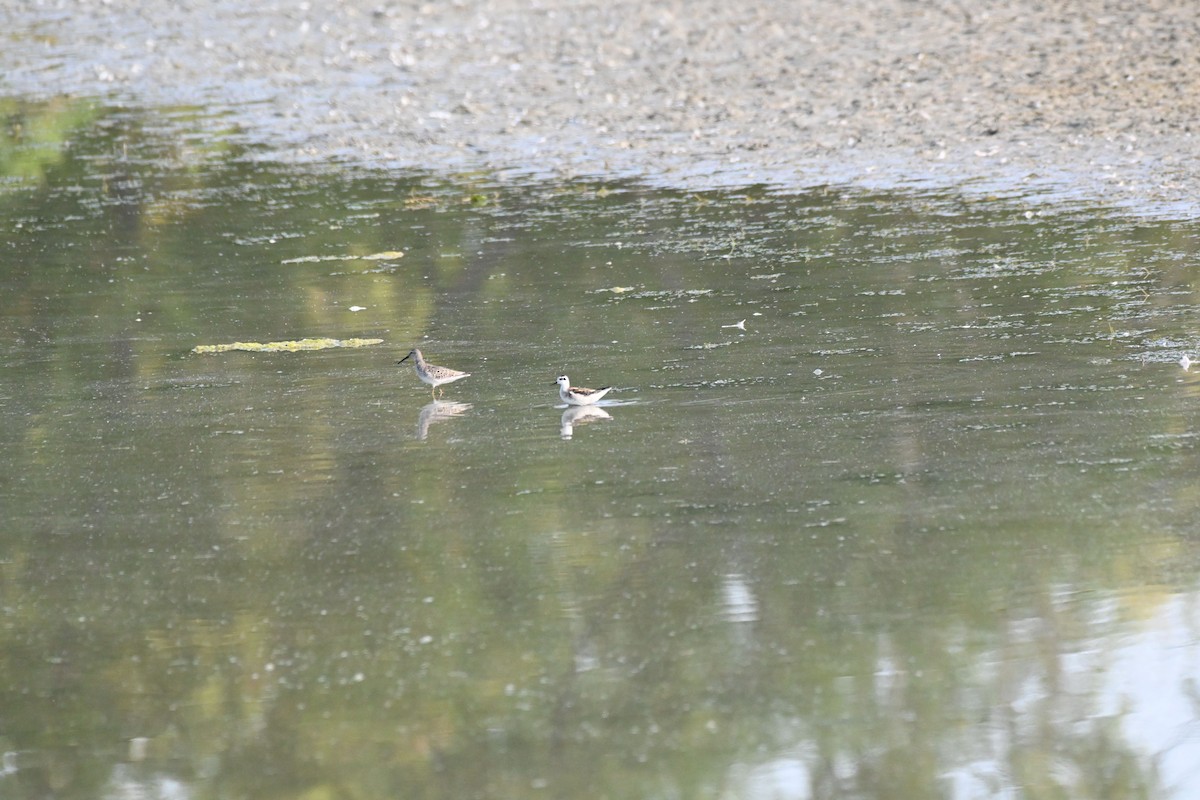 Red-necked Phalarope - ML368274341