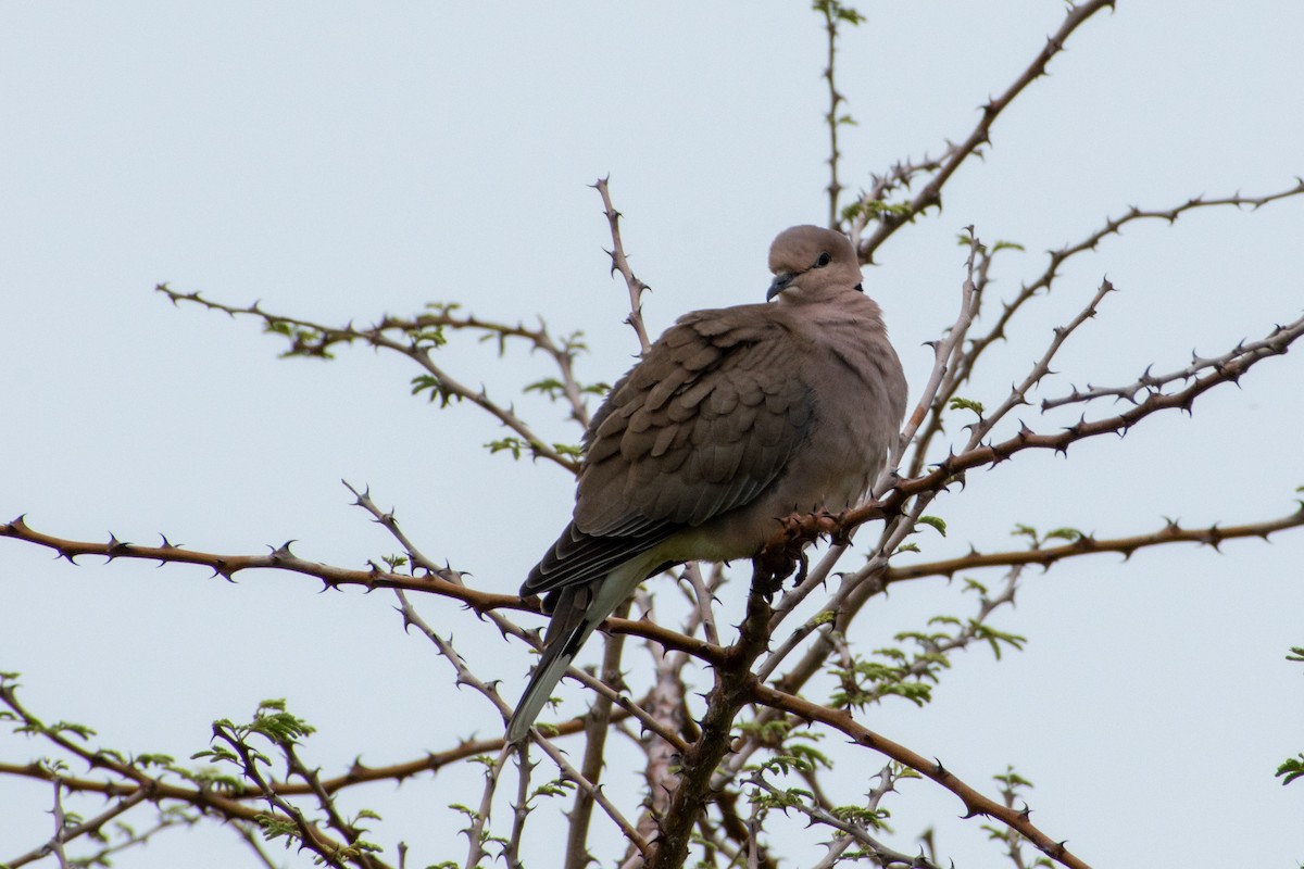 Ring-necked Dove - ML368277171