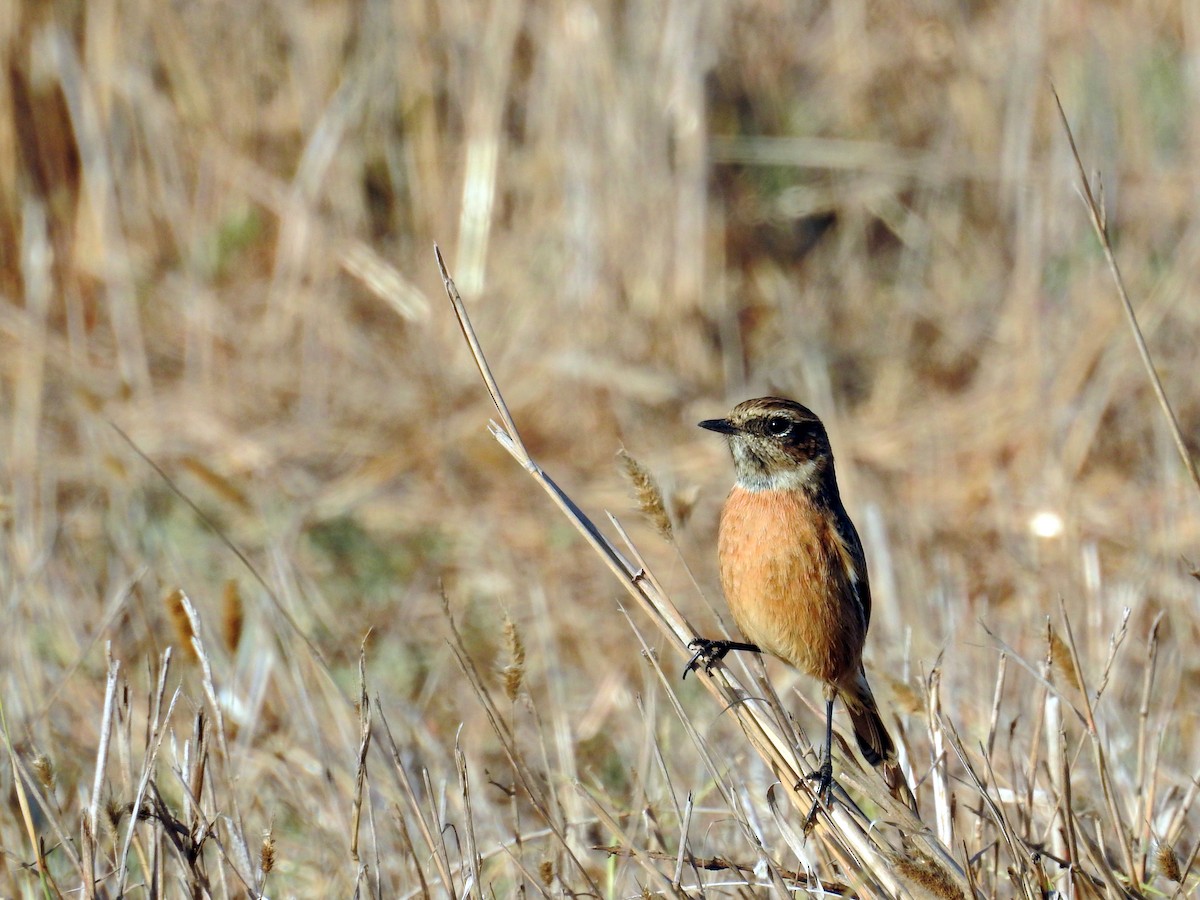 European Stonechat - ML36827751